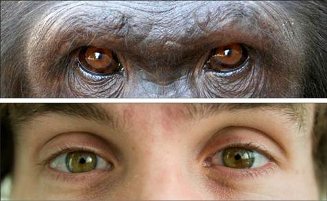 primate-human-eyes-1